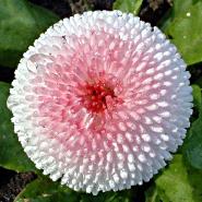 Bellis-Perennis