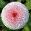 Bellis-Perennis