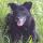 Idefix040410