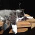 Kuschelkatze