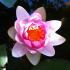 Buchblume