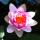 Buchblume