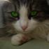Kitty18Kat