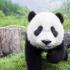 Susannepanda