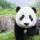 Susannepanda