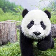 Susannepanda