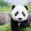 Susannepanda