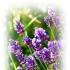 lavandula