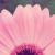 zeina_abd
