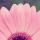 zeina_abd