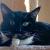 Lilliput74