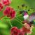 BlutroterKolibri