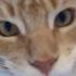 Grinse-Katze1737