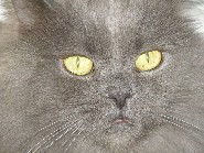 Daphne1962