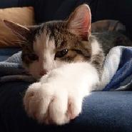 Manja82