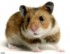 hamsterrex
