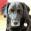 guybrush