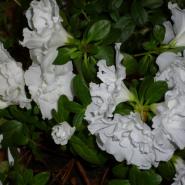 Svanvithe