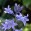 Blaustern