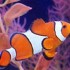 Fisch