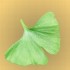 Ginkgo