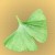 Ginkgo