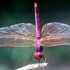 Libelle