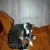 Little-Cat