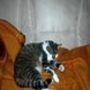 Little-Cat
