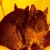 Maus71