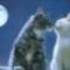 Mondkatze