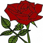 Rosen-Rot