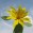 Sonnenblume1988