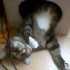 Sumire