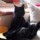 Tweetywoman76