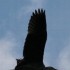 Windflug