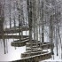 annusch