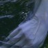 elfish