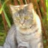 ginnykatze