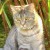 ginnykatze