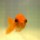 goldfisch