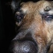 petz