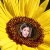 sommerblume