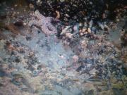 Asteroidea