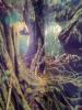 Dschungel-