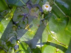 Nymphaea