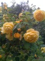 gelbe-Rosen
