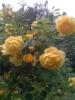gelbe-Rosen