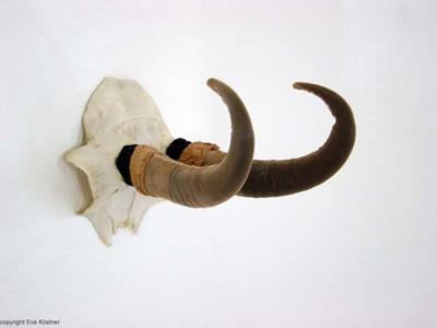geweihe1-seitlich