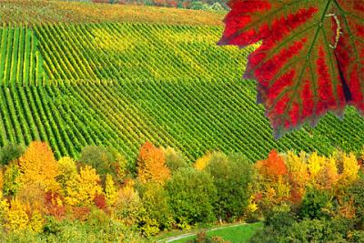 reise_remstal_weinberg_steinhalde_im_herbst